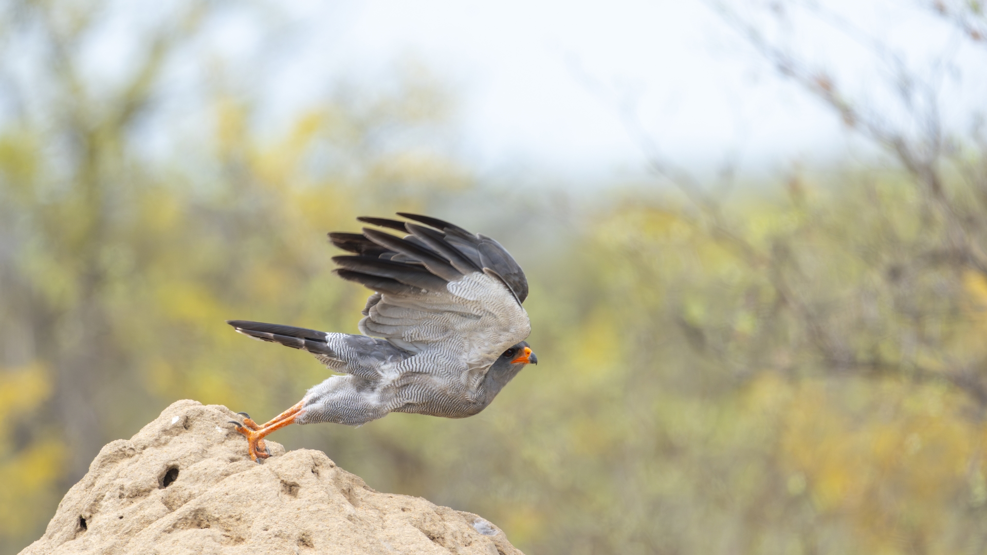 Kruger25 2025 11 06 10 08 44 ILCE 1M2 3378